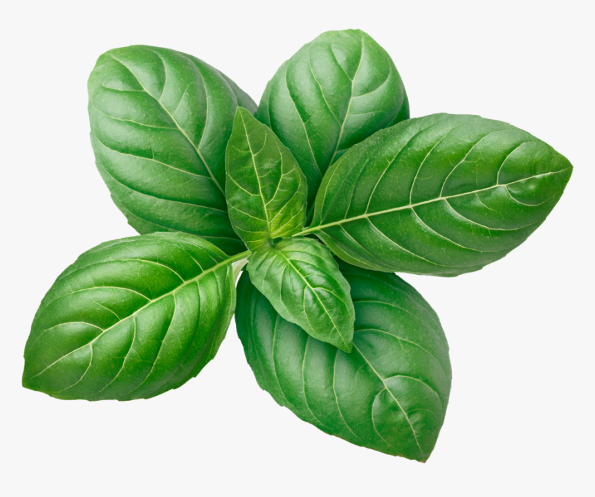 Bazsalikom (10 Dkg csomag)