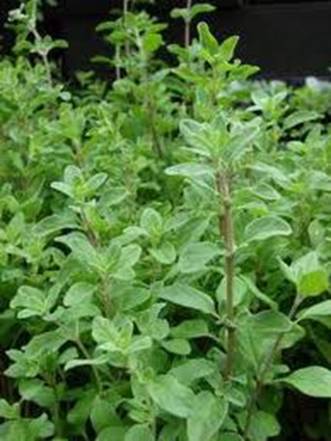 Majoranna (10 Dkg csomag)