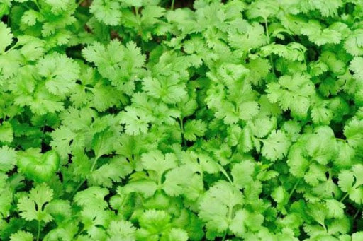 Koriander (10 Dkg csomag)