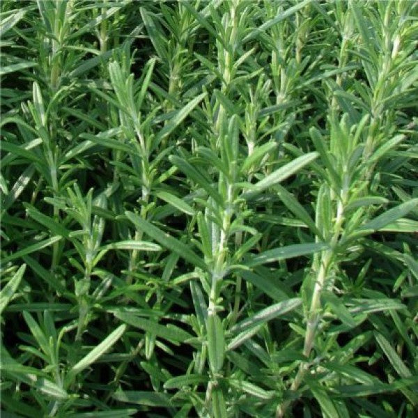 Rozmaring (10 Dkg csomag)